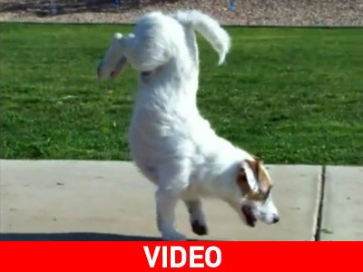 Ο σκύλος με τα 1.000 κόλπα